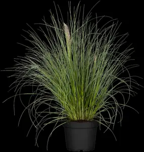 cortaderia sell. 'pumila' P11 - afbeelding 4