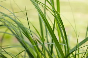 cortaderia sell. 'pumila' P11 - afbeelding 5