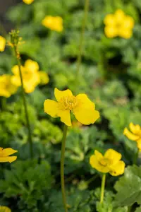 trollius pumilus P9 - afbeelding 4