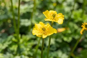 trollius pumilus P9 - afbeelding 2