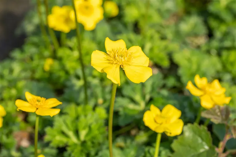 trollius pumilus P9 - afbeelding 3