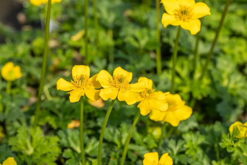 trollius pumilus P9 - afbeelding 5