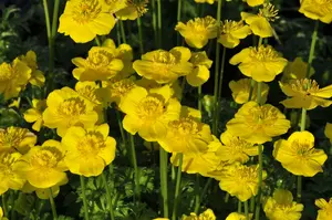 trollius pumilus P9 - afbeelding 1