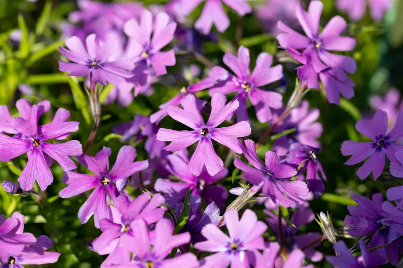 phlox (s) purple beauty P10.5