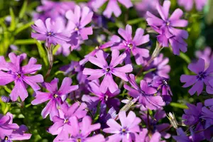 phlox (s) purple beauty P10.5