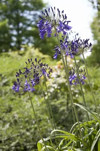 agapanthus hybr. 'purple cloud' P9 - afbeelding 1