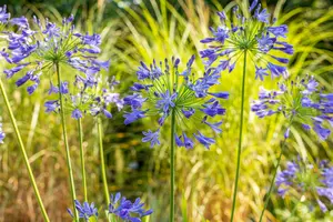 agapanthus hybr. 'purple cloud' P9 - afbeelding 2