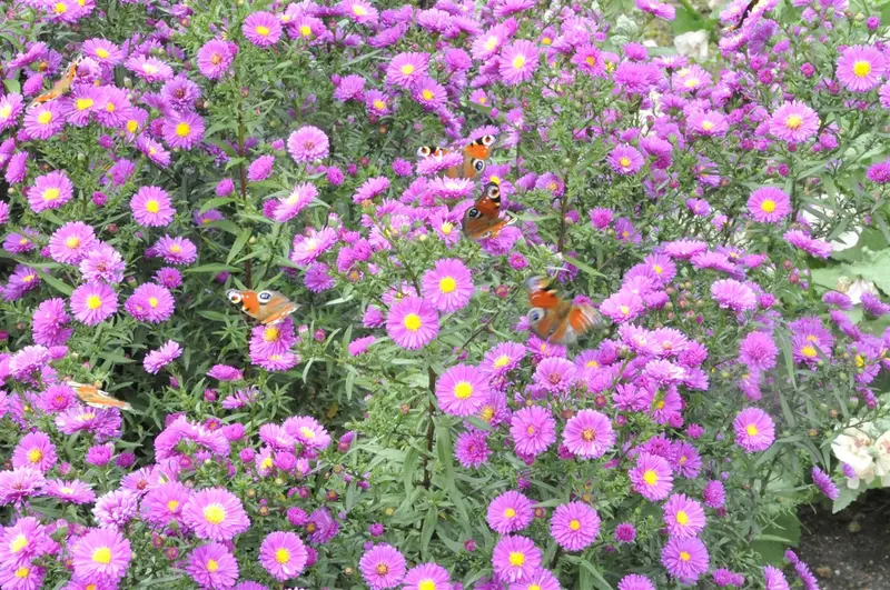 aster n.-a. 'purple dome' P9