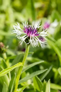 centaurea mont. 'purple heart' P9 - afbeelding 2