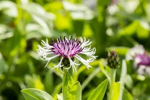 centaurea mont. 'purple heart' P9 - afbeelding 1