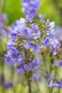 polemonium yez. 'purple rain' P9 - afbeelding 2