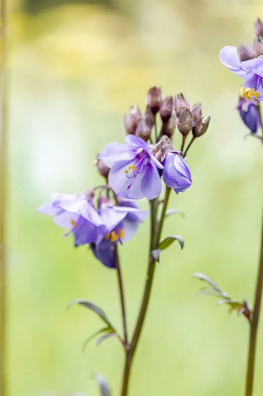 polemonium yez. 'purple rain' P9 - afbeelding 3