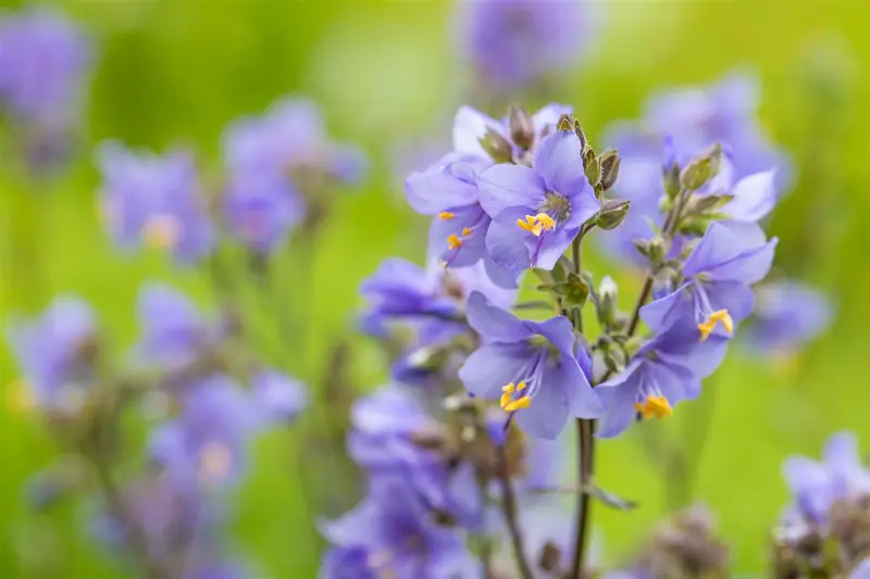 polemonium yez. 'purple rain' P9 - afbeelding 1