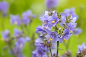 polemonium yez. 'purple rain' P9 - afbeelding 1