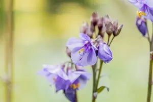 polemonium yez. 'purple rain' P9 - afbeelding 4