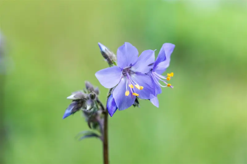 polemonium yez. 'purple rain' P9 - afbeelding 5