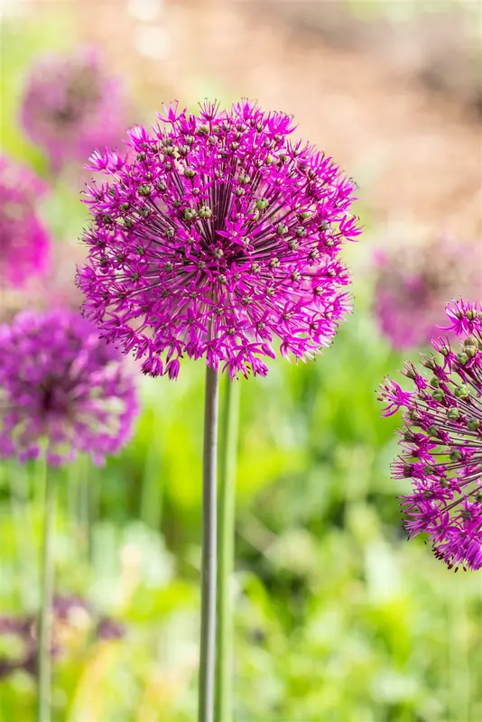 Allium afl. 'Purple Sensation' P9 - afbeelding 3