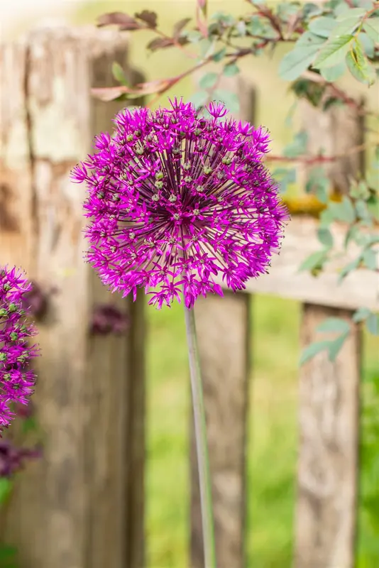 Allium afl. 'Purple Sensation' P9 - afbeelding 5