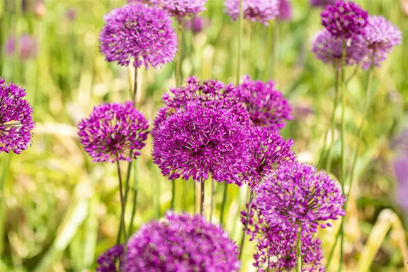 Allium afl. 'Purple Sensation' P9 - afbeelding 1