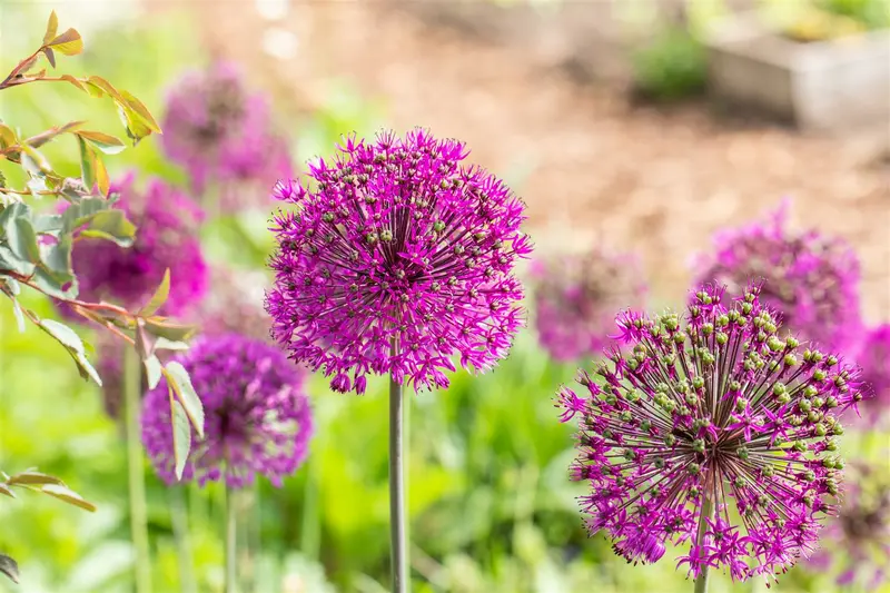 Allium afl. 'Purple Sensation' P9 - afbeelding 2