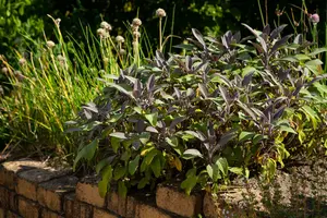 salvia off. 'purpurascens' P9 - afbeelding 2