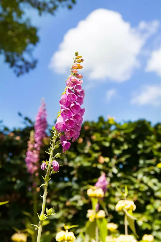 digitalis purpurea P11 - afbeelding 4