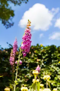 digitalis purpurea P11 - afbeelding 4