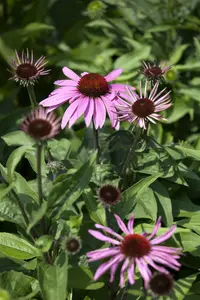 echinacea purpurea C2 - afbeelding 2