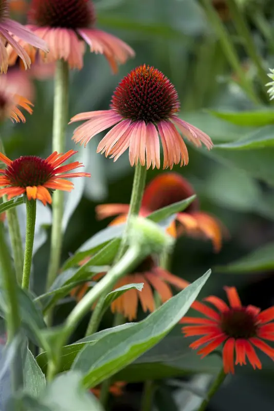 echinacea purpurea C2 - afbeelding 3