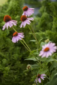 echinacea purpurea C2 - afbeelding 4