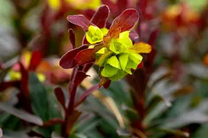 euphorbia amygd. 'purpurea' P11 - afbeelding 5