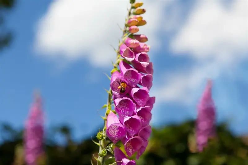 digitalis purpurea P11 - afbeelding 1