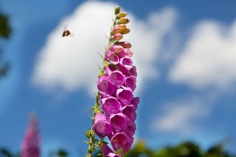 digitalis purpurea P11 - afbeelding 2