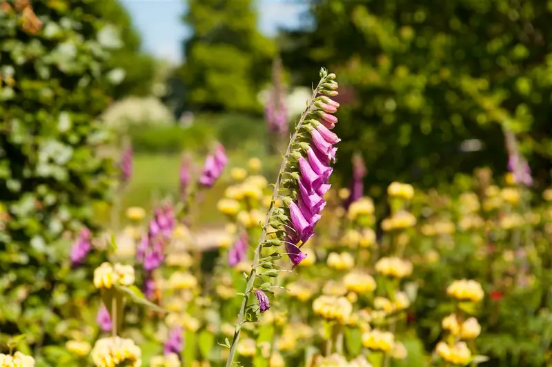 digitalis purpurea P11 - afbeelding 3