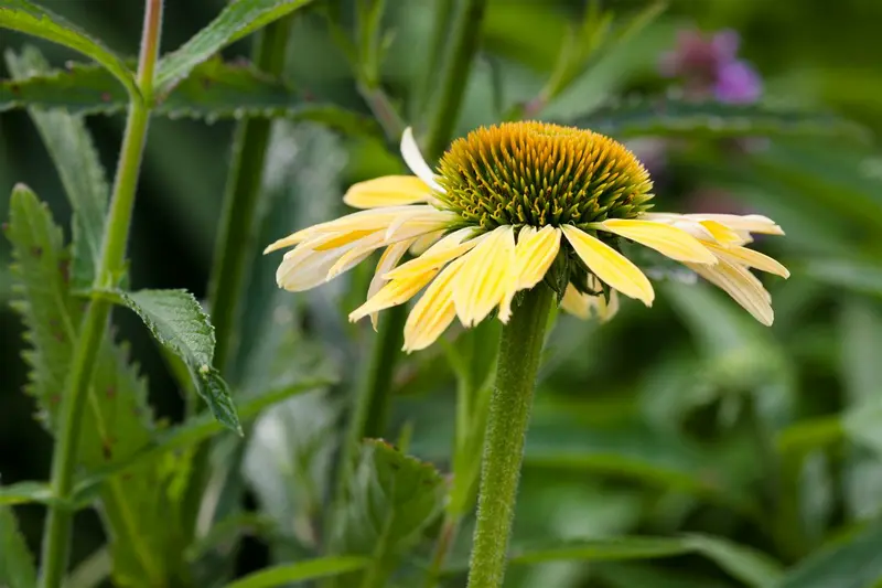 echinacea purpurea C2 - afbeelding 1