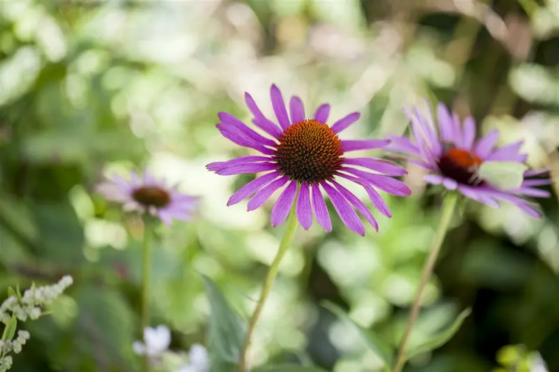 echinacea purpurea C2 - afbeelding 5