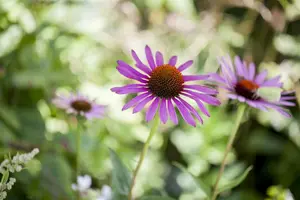 echinacea purpurea C2 - afbeelding 5