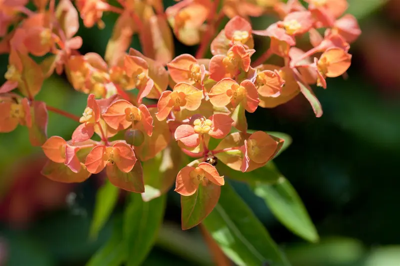 euphorbia amygd. 'purpurea' C2 - afbeelding 3