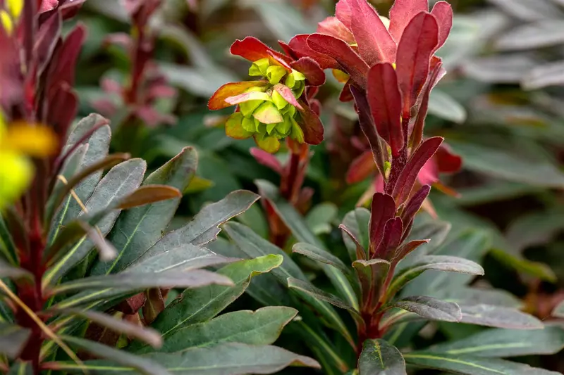 euphorbia amygd. 'purpurea' C2 - afbeelding 4