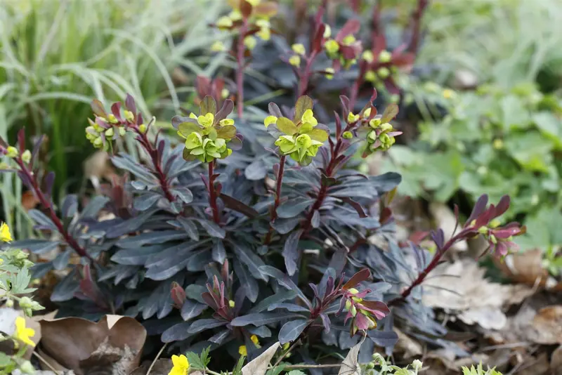 euphorbia amygd. 'purpurea' P11 - afbeelding 2