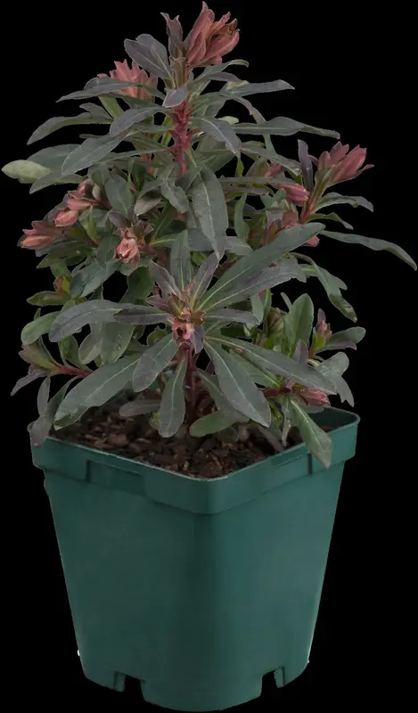 euphorbia amygd. 'purpurea' P11 - afbeelding 1