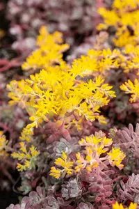 sedum spath. 'purpureum' P11 - afbeelding 5