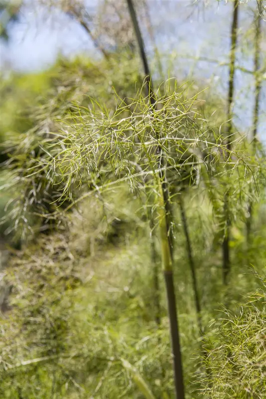 foeniculum vulgare 'purpureum' P9 - afbeelding 2