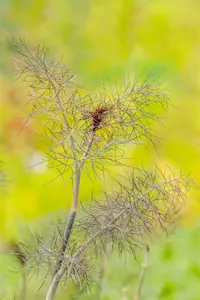 foeniculum vulgare 'purpureum' P9 - afbeelding 4