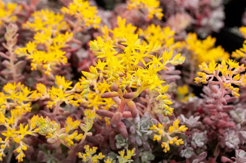 sedum spath. 'purpureum' P11 - afbeelding 3