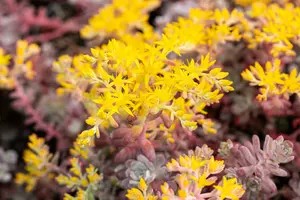 sedum spath. 'purpureum' P11 - afbeelding 4