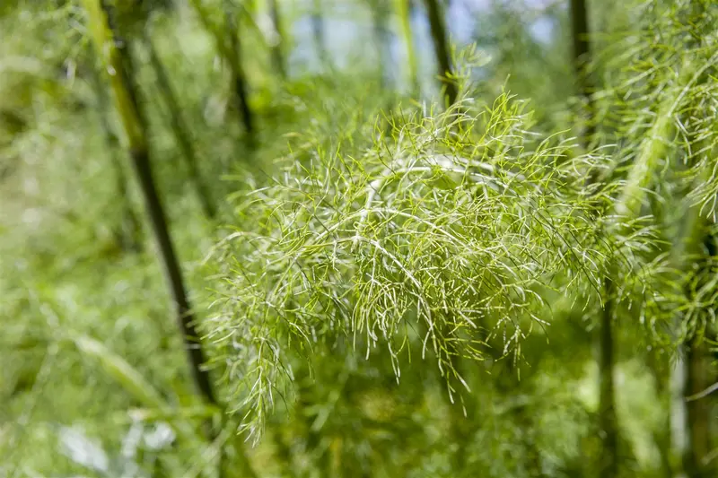 foeniculum vulgare 'purpureum' P9 - afbeelding 1