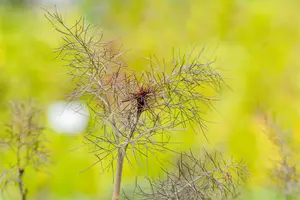 foeniculum vulgare 'purpureum' P9 - afbeelding 3