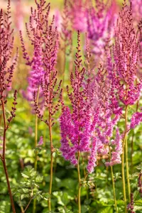 astilbe chin. 'purpurlanze' P9 - afbeelding 2