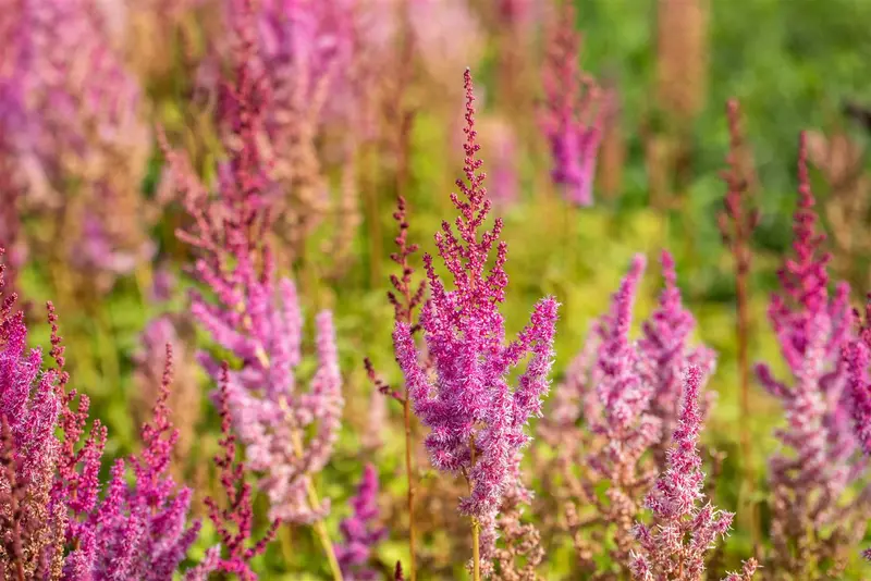 astilbe chin. 'purpurlanze' P9 - afbeelding 1